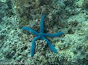 %_tempFileName2012-07-08_2_Maumere_Bay_Pengabatang_Island%20(43)%