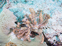 %_tempFileName2012-07-08_2_Maumere_Bay_Pengabatang_Island%20(46)%