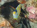 %_tempFileName2012-07-08_2_Maumere_Bay_Pengabatang_Island%20(9)%