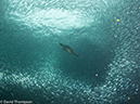 %_tempFileName2012-12-15_2_La_Paz_Los_Islotes-51%