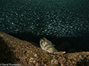 %_tempFileName2012-12-15_2_La_Paz_Los_Islotes-54%