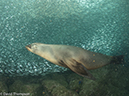 %_tempFileName2012-12-15_2_La_Paz_Los_Islotes-62%