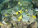 %_tempFileName2012-12-16_2_La_Paz_Los_Islotes-32%