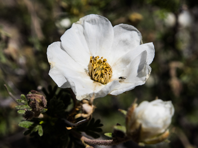 %_tempFileName2014-05-15_01_Kasha-Katuwe_Tent_Rocks_National_Monument-10%