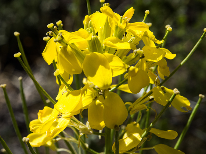 %_tempFileName2014-05-15_01_Kasha-Katuwe_Tent_Rocks_National_Monument-14%