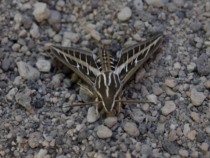 %_tempFileName2014-05-15_01_Kasha-Katuwe_Tent_Rocks_National_Monument-16%