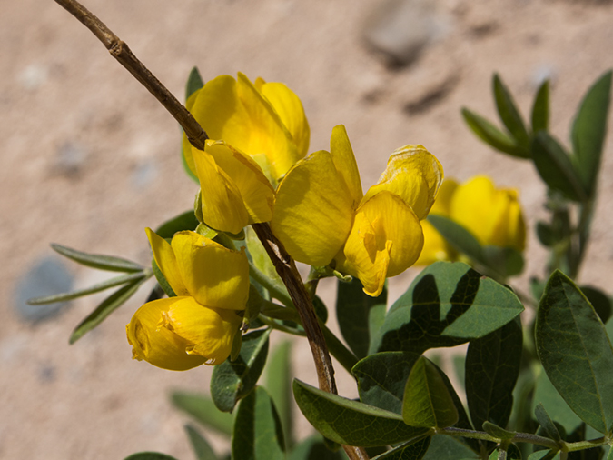 %_tempFileName2014-05-15_01_Kasha-Katuwe_Tent_Rocks_National_Monument-34%