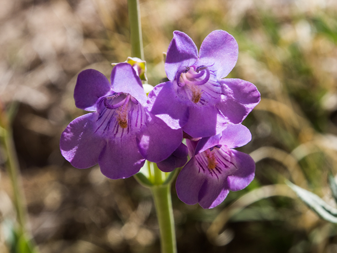 %_tempFileName2014-05-15_01_Kasha-Katuwe_Tent_Rocks_National_Monument-38%