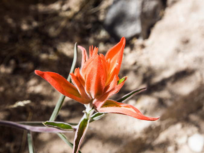 %_tempFileName2014-05-15_01_Kasha-Katuwe_Tent_Rocks_National_Monument-40%