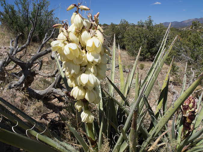 %_tempFileName2014-05-15_01_Kasha-Katuwe_Tent_Rocks_National_Monument-44%