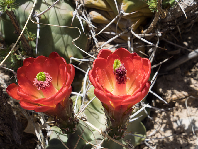 %_tempFileName2014-05-15_01_Kasha-Katuwe_Tent_Rocks_National_Monument-56%