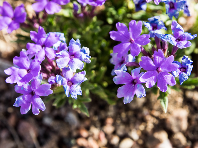 %_tempFileName2014-05-16_01_Atalaya_Mountain_Santa_Fe-1%