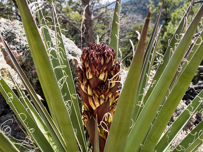 %_tempFileName2014-05-16_01_Atalaya_Mountain_Santa_Fe-14%