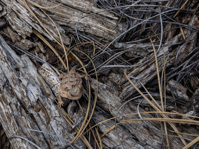 %_tempFileName2014-05-21_01_Gloreitta_Baldy_Hike-10%