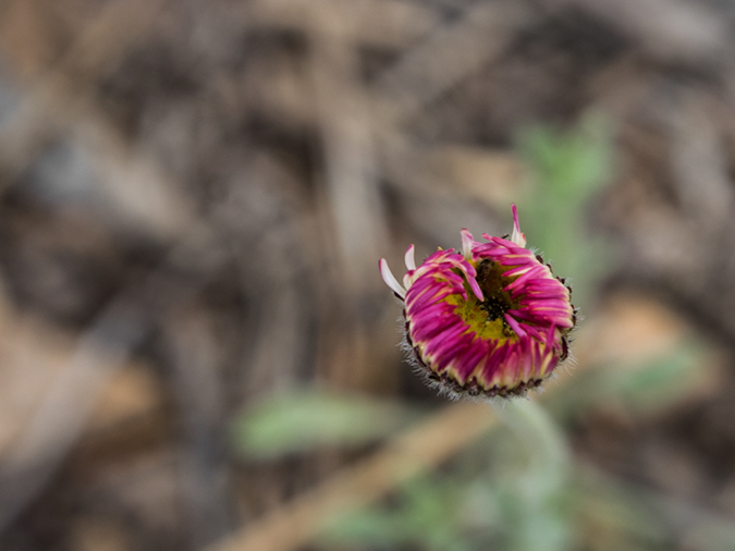 %_tempFileName2014-05-21_01_Gloreitta_Baldy_Hike-22%