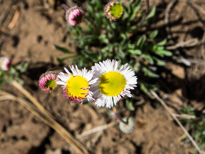 %_tempFileName2014-05-21_01_Gloreitta_Baldy_Hike-36%