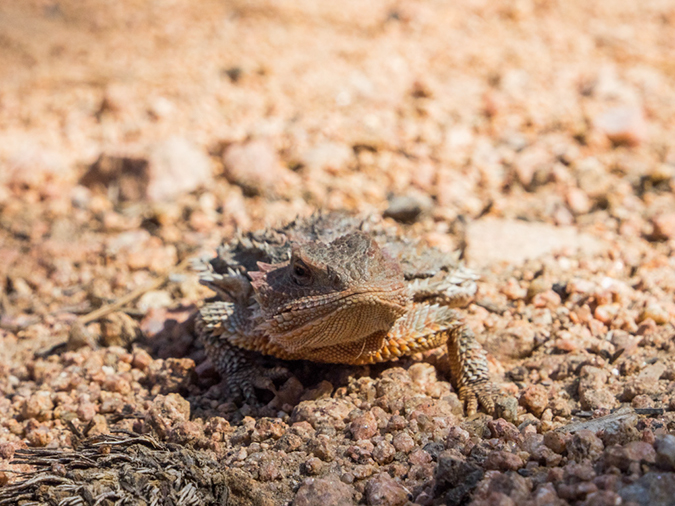 %_tempFileName2014-05-21_01_Gloreitta_Baldy_Hike-5%