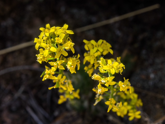 %_tempFileName2014-05-21_01_Gloreitta_Baldy_Hike-9%