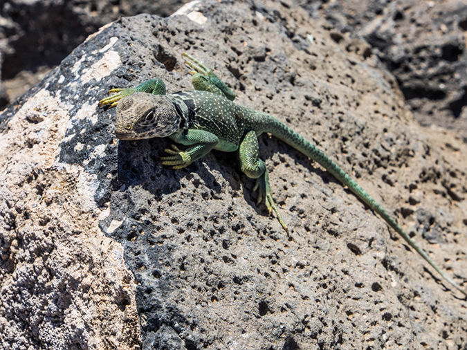 %_tempFileName2014-05-27_01_Rio_Grande_West_Rim_Trail-12%