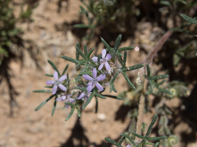 %_tempFileName2014-05-27_01_Rio_Grande_West_Rim_Trail-16%