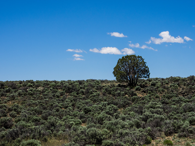 %_tempFileName2014-05-27_01_Rio_Grande_West_Rim_Trail-17%
