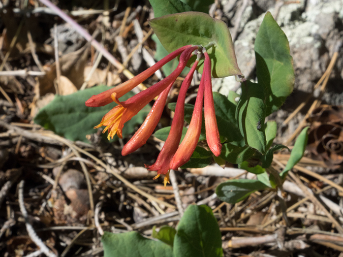 %_tempFileName2014-06-03_01_Mormon_Mountain_Trail-2%