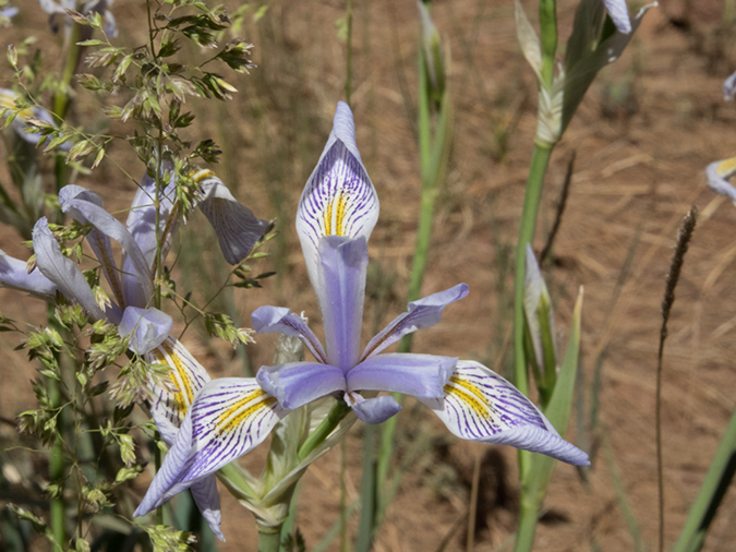%_tempFileName2014-06-03_01_Mormon_Mountain_Trail-8%
