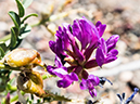 %_tempFileName2014-05-14_01_Painted_Desert_Petrifie_Forest_National_Park-13%