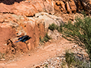 %_tempFileName2014-05-30_01_North_Kabiab_Trail_Grand_Canyon-65%