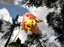 %_tempFileName2013-07-17_1_Itasca_State_Park-18%