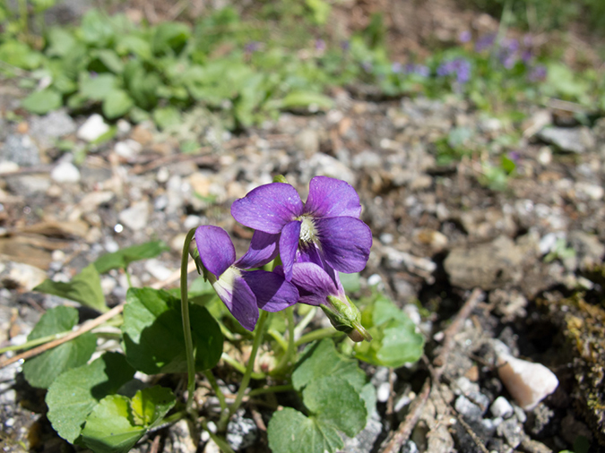 %_tempFileName2013-04-20_Blue_Ridge_Parkway-12%