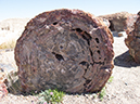 %_tempFileName2013-04-22_Petrified_Forest-9%