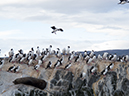 %_tempFileName2014-04-01_01_Ushuaia_Tres_Marias_Boat_Trip-26%