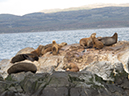 %_tempFileName2014-04-01_01_Ushuaia_Tres_Marias_Boat_Trip-33%