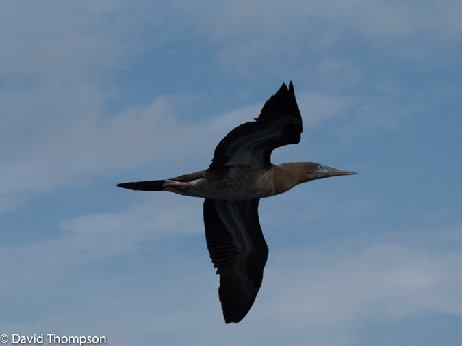%_tempFileName2012-12-08_0_San_Benedicto-23%