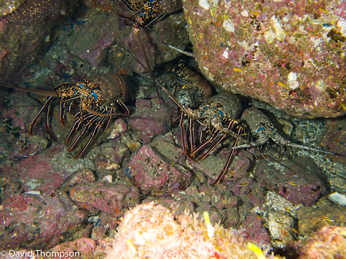 %_tempFileName2012-12-08_2_San_Benedicto_El_Canon-7%
