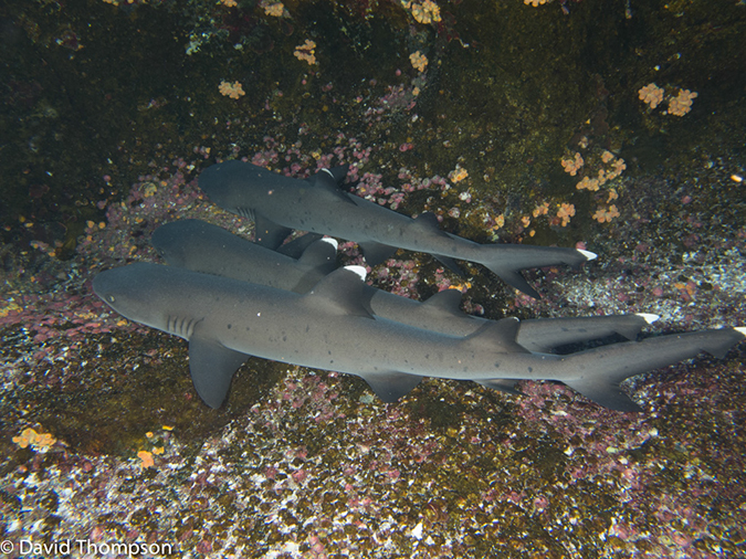%_tempFileName2012-12-11_2_Roca_Partida-35%
