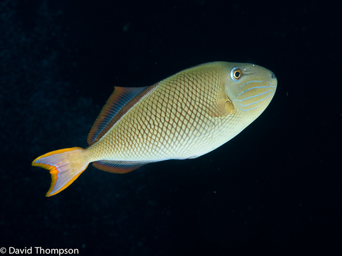 %_tempFileName2012-12-13_3_San_Benedicto_El_Canon-1%