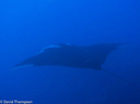 %_tempFileName2012-12-09_1_Socorro_Cabo_Pears-33%