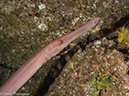 %_tempFileName2012-12-09_1_Socorro_Cabo_Pears-5%