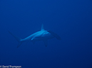 %_tempFileName2012-12-09_2_Socorro_Cabo_Pears-11%
