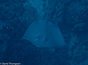 %_tempFileName2012-12-09_2_Socorro_Cabo_Pears-14%