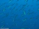 %_tempFileName2012-12-09_3_Socorro_Cabo_Pears-10%