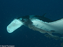%_tempFileName2012-12-10_2_Socorro_Punta_Tosca-13%