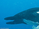%_tempFileName2012-12-10_2_Socorro_Punta_Tosca-32%