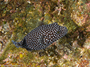 %_tempFileName2012-12-10_3_Socorro_Punta_Tosca-11%