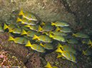 %_tempFileName2012-12-10_3_Socorro_Punta_Tosca-15%