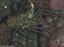 %_tempFileName2012-12-10_3_Socorro_Punta_Tosca-16%