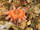 %_tempFileName2012-12-10_3_Socorro_Punta_Tosca-29%