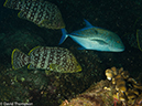 %_tempFileName2012-12-10_3_Socorro_Punta_Tosca-46%